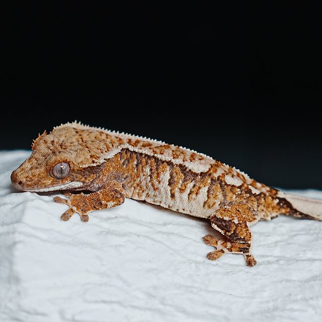 Tri Extreme Harlequin