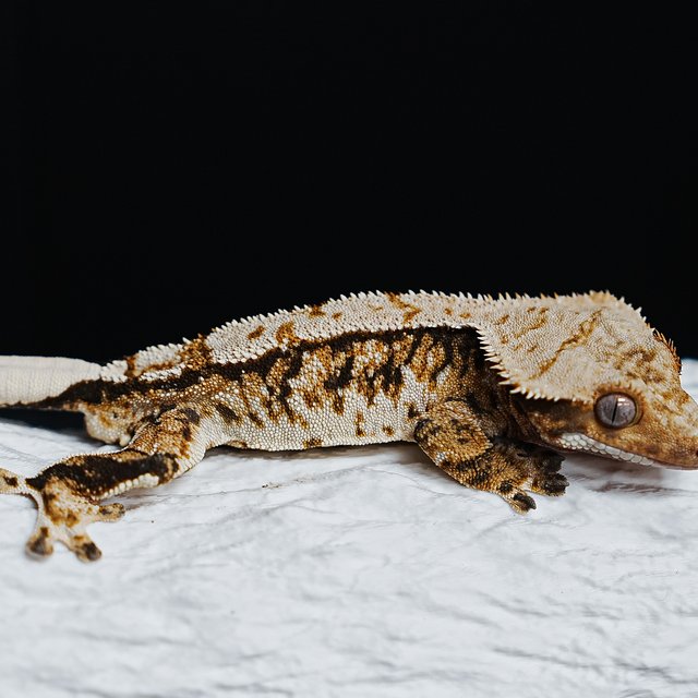 Tri Extreme Harlequin