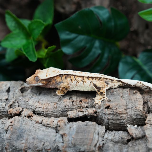 Tri Extreme Harlequin