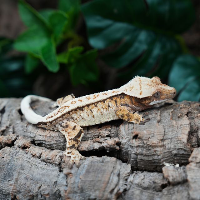 Tri Extreme Harlequin