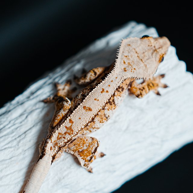 Tri Extreme Harlequin