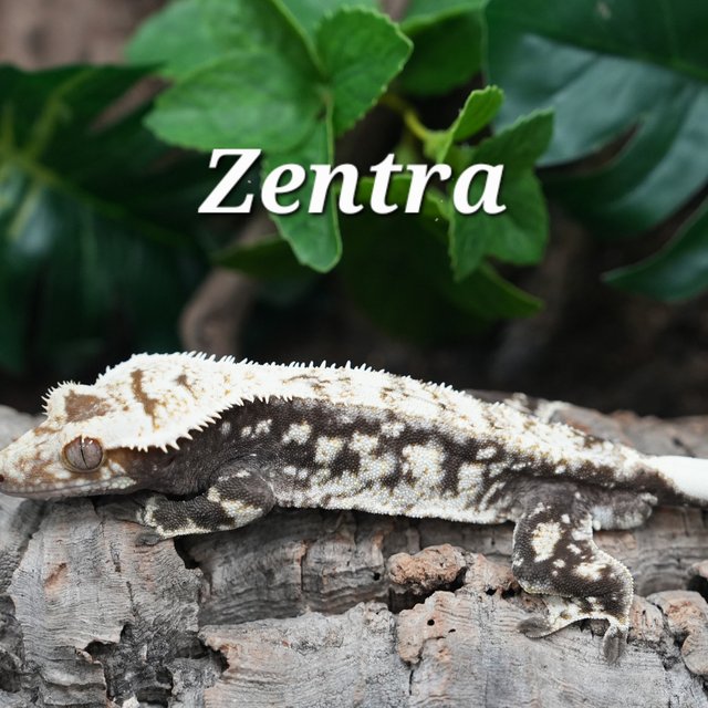 Tri Extreme Harlequin