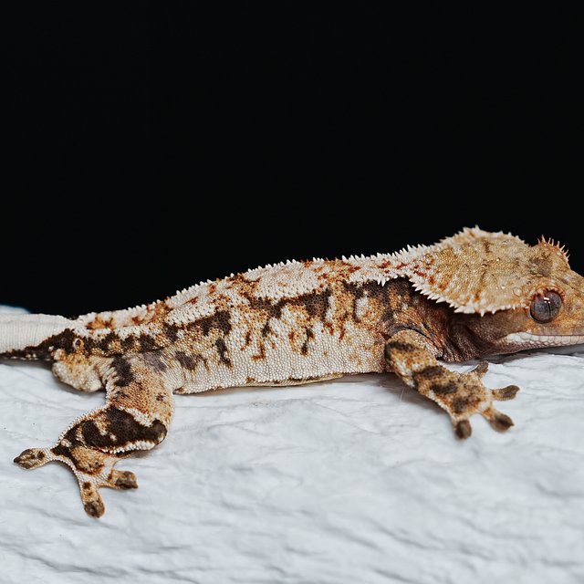 Tri Extreme Harlequin