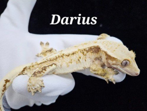 Tri Extreme Harlequin