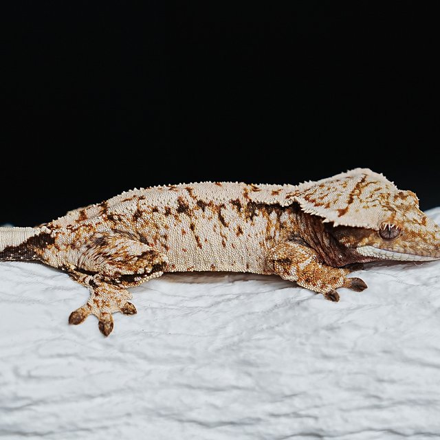 Tri Extreme Harlequin