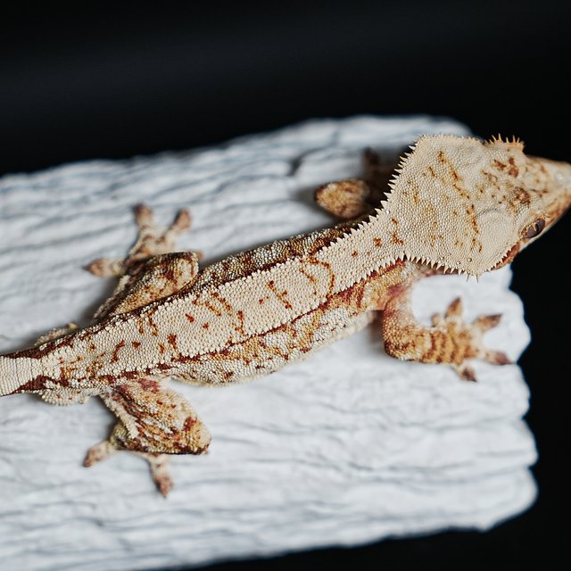 Red Tri Extreme Harlequin