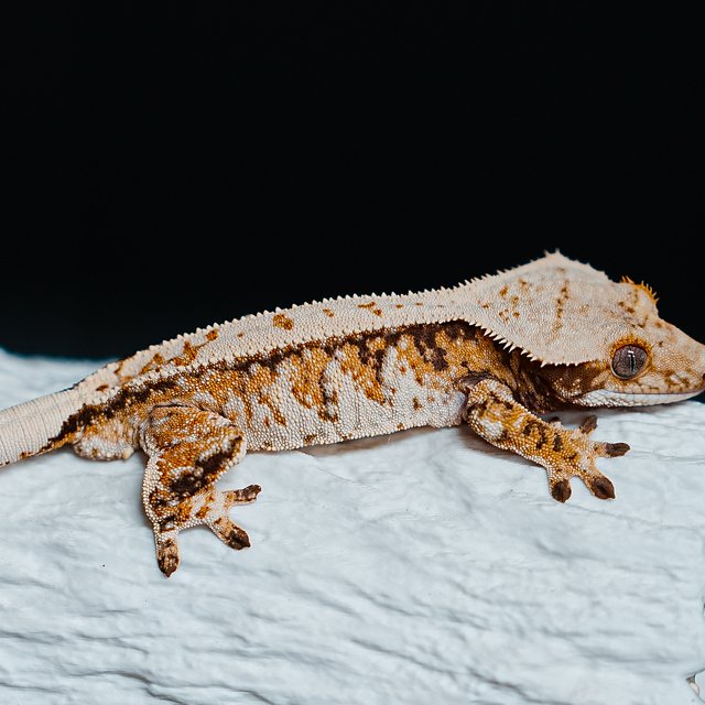 Tri Extreme Harlequin