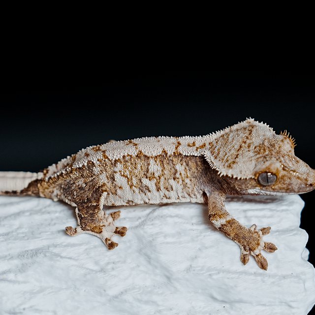 Extreme Harlequin Tri