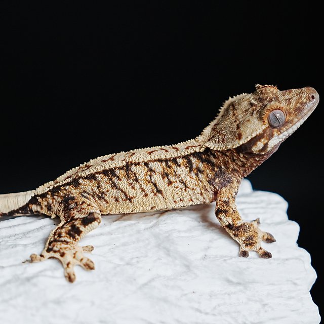 Extreme Harlequin Tri