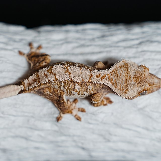 Extreme Harlequin Tri