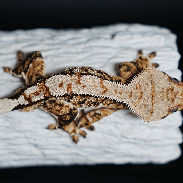 Tri Extreme Harlequin