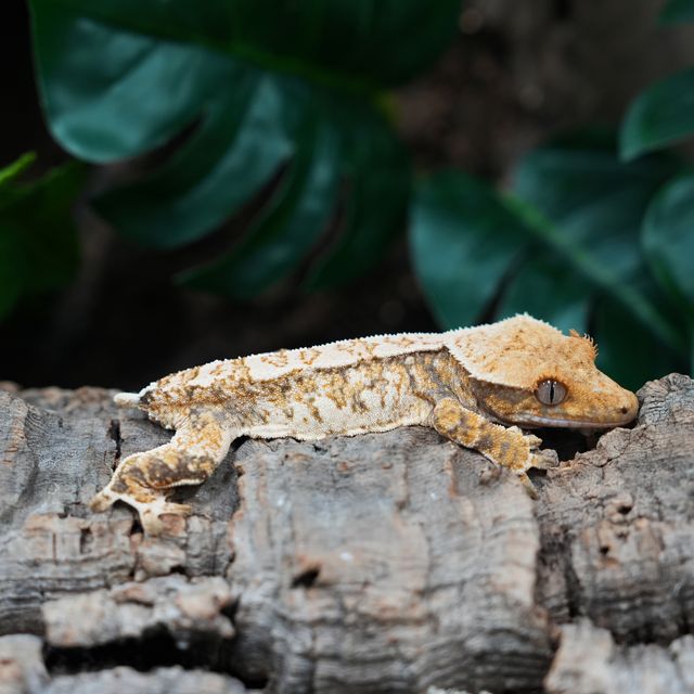 Extreme Harlequin Tri