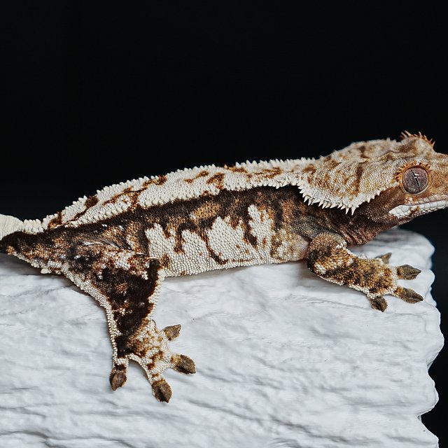 Tri Extreme Harlequin