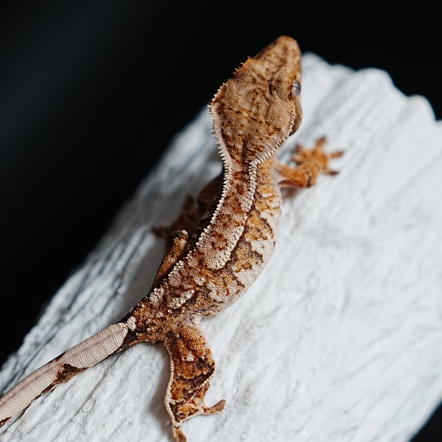 Tri Extreme Harlequin