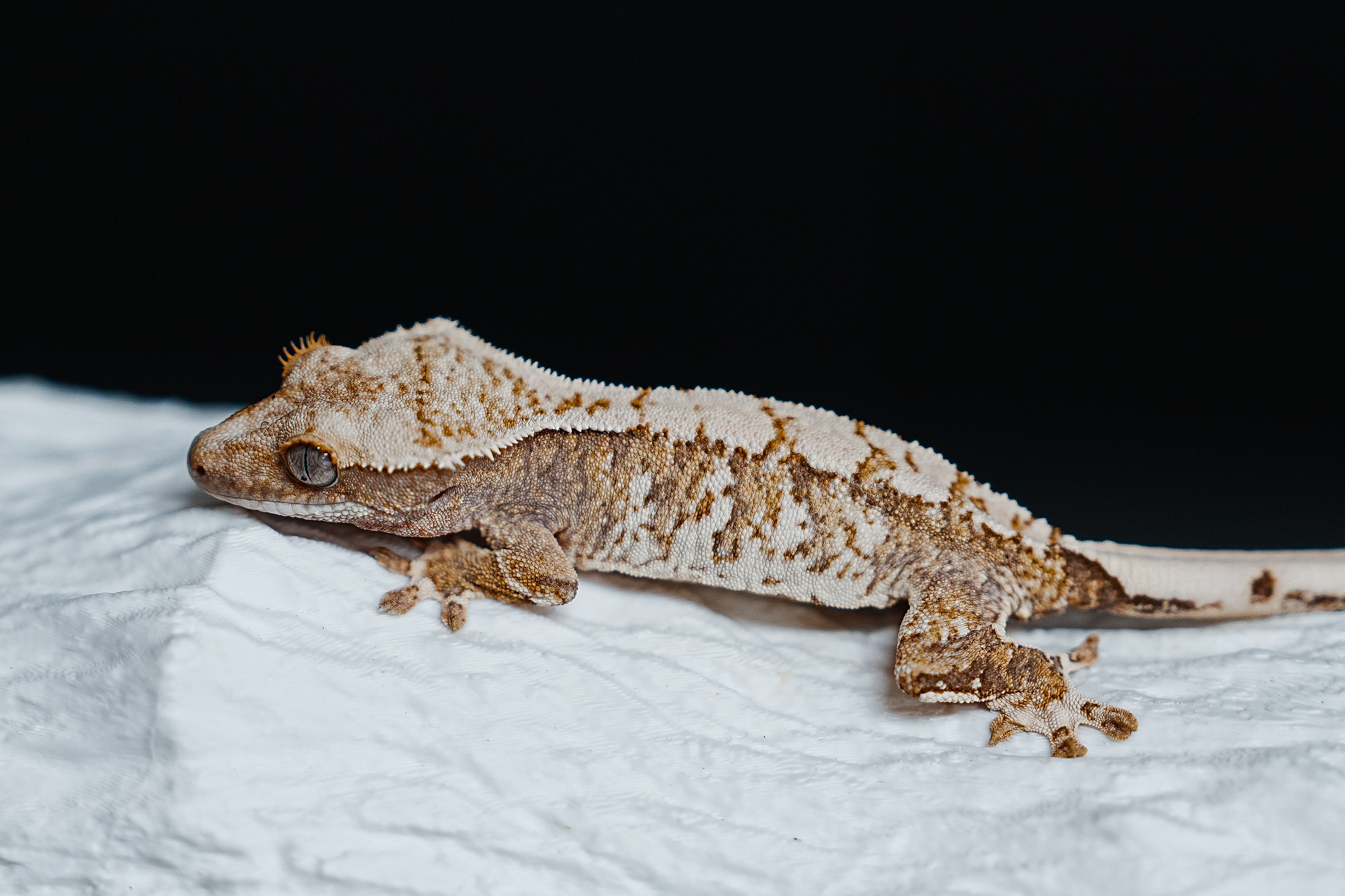 Extreme Harlequin Tri