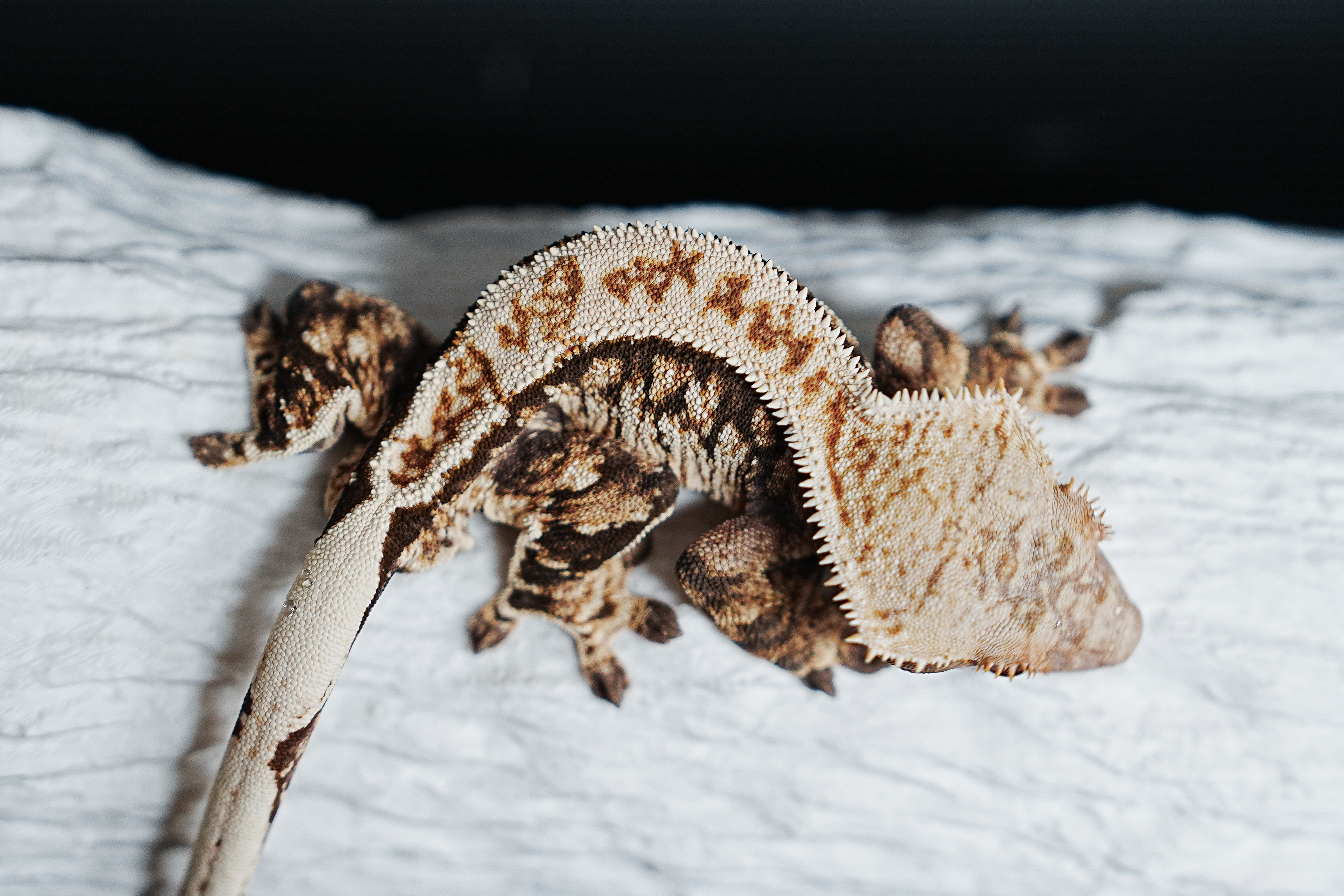 Tri Extreme Harlequin