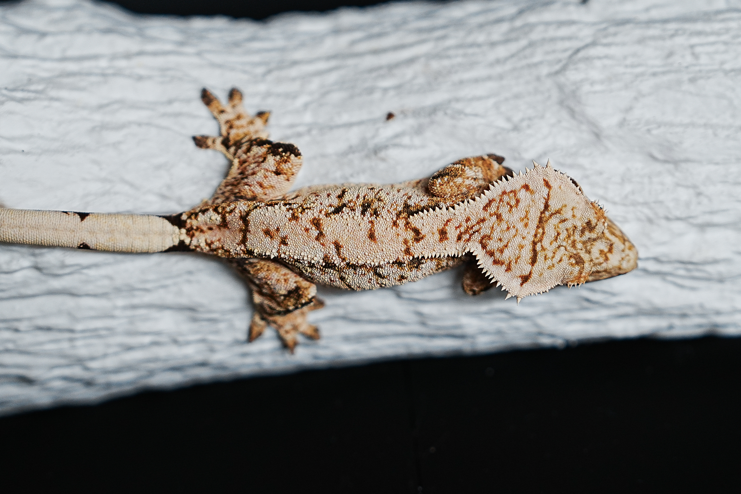 Tri Extreme Harlequin