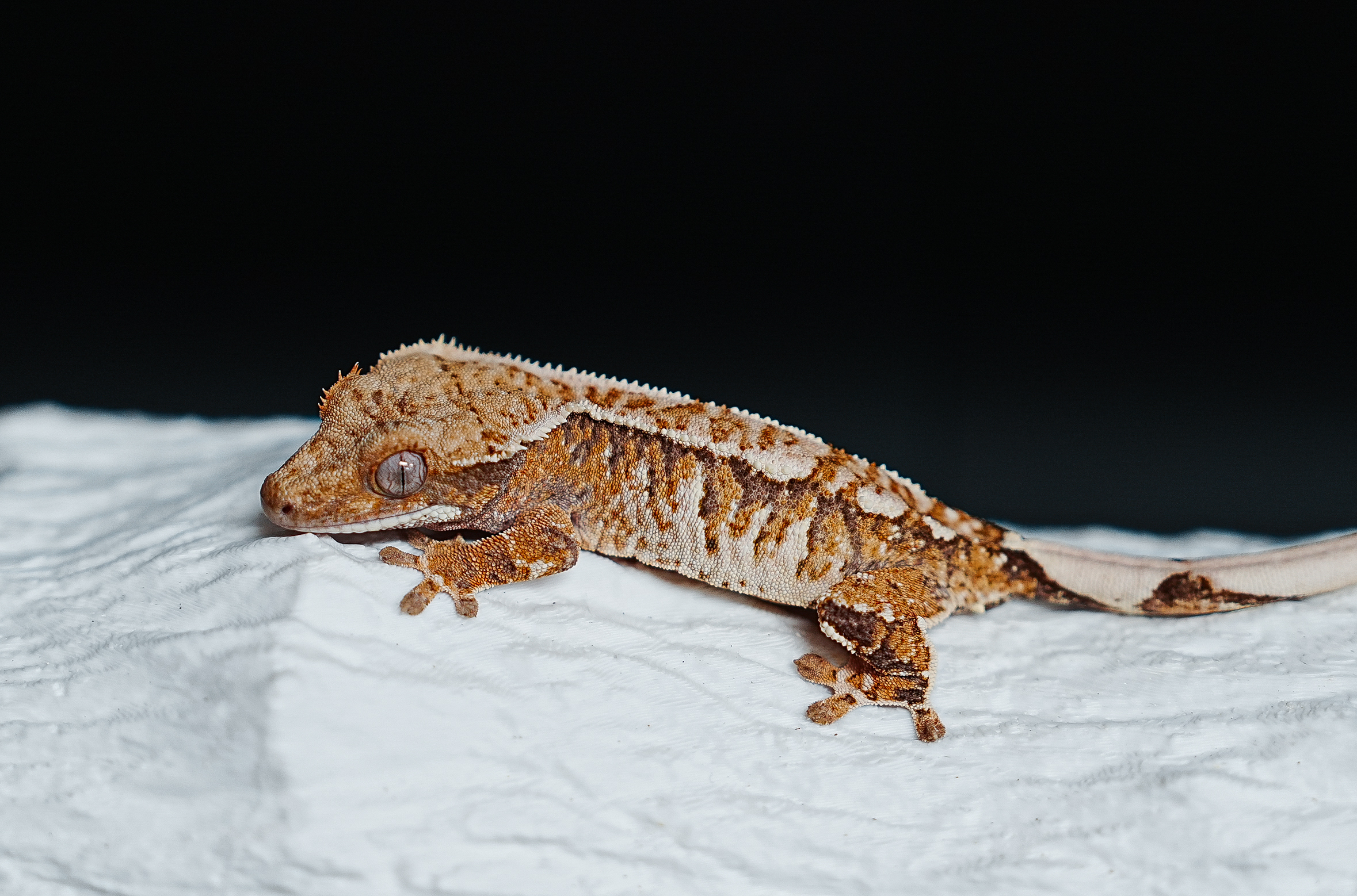 Tri Extreme Harlequin