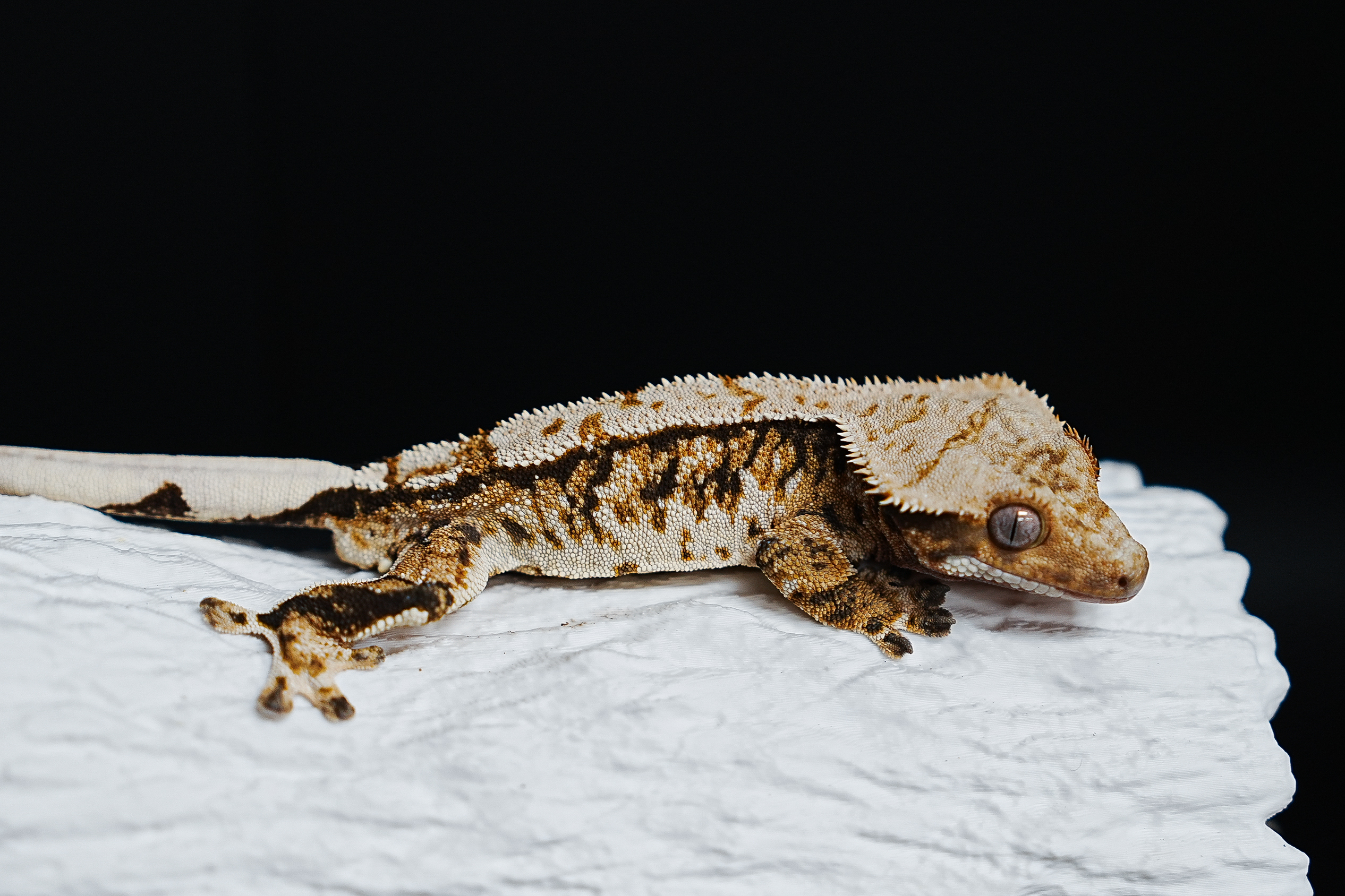 Tri Extreme Harlequin