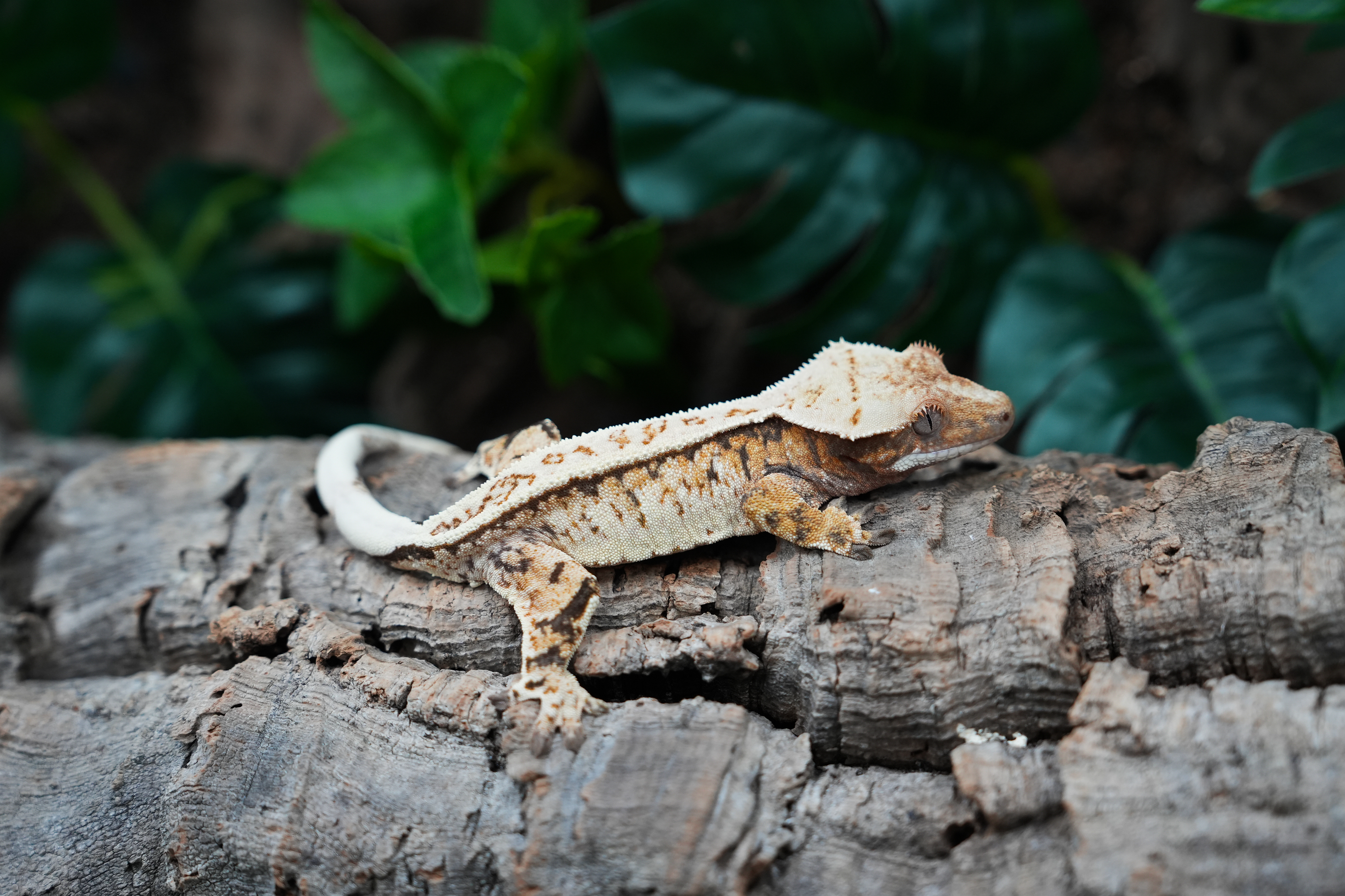 Tri Extreme Harlequin