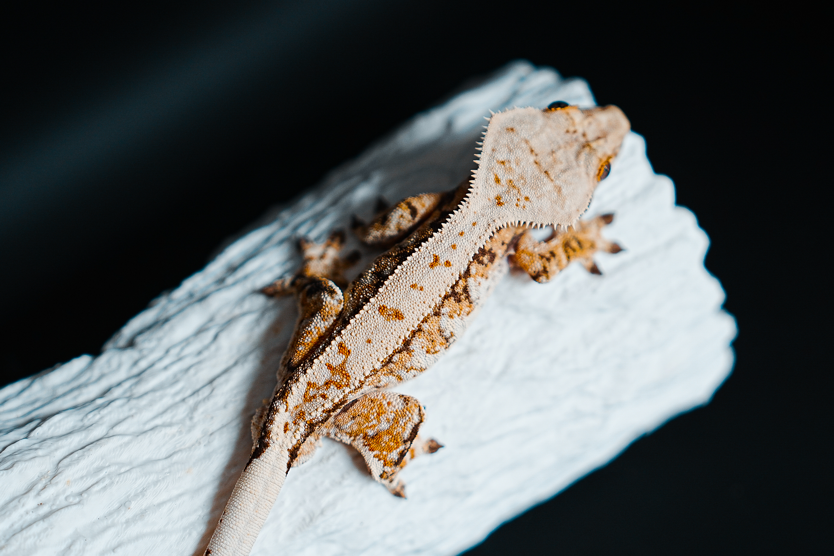 Tri Extreme Harlequin