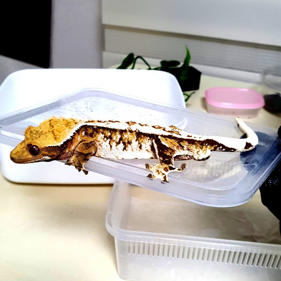 Extreme Harlequin Tri