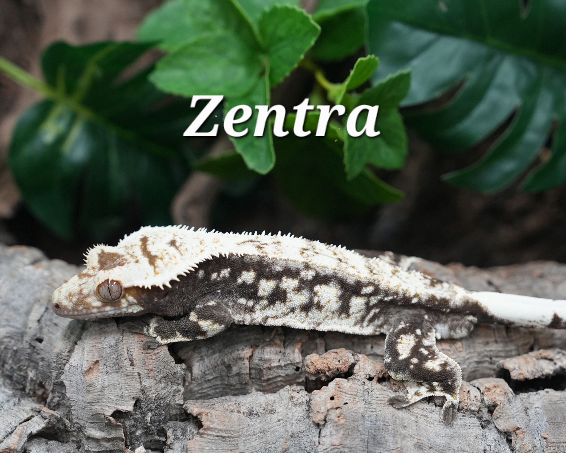 Tri Extreme Harlequin