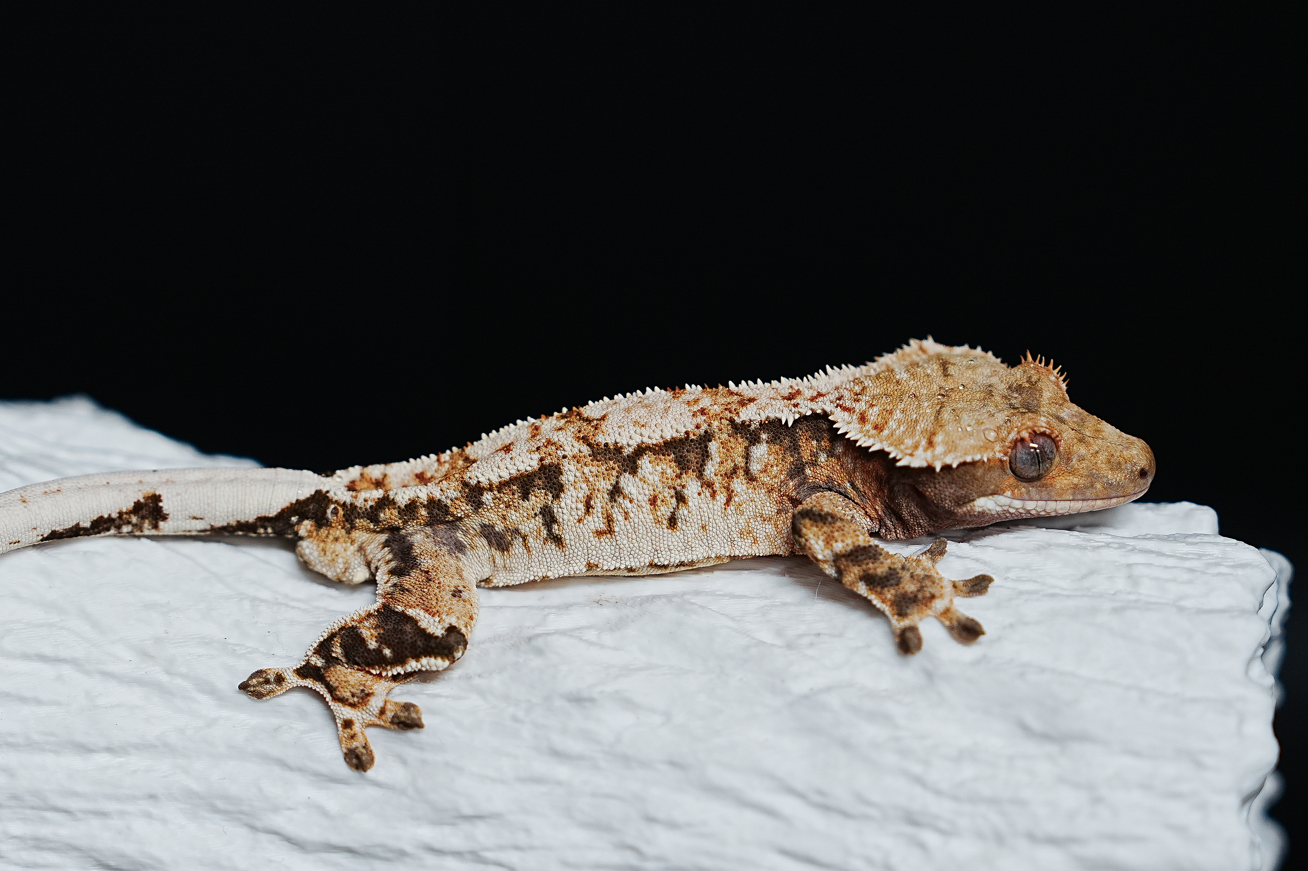 Tri Extreme Harlequin