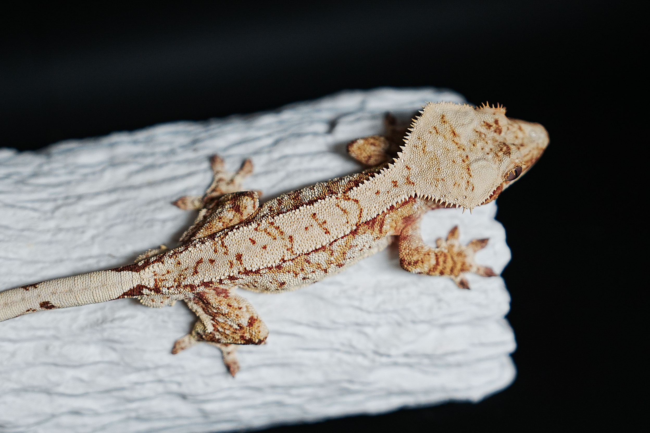 Red Tri Extreme Harlequin