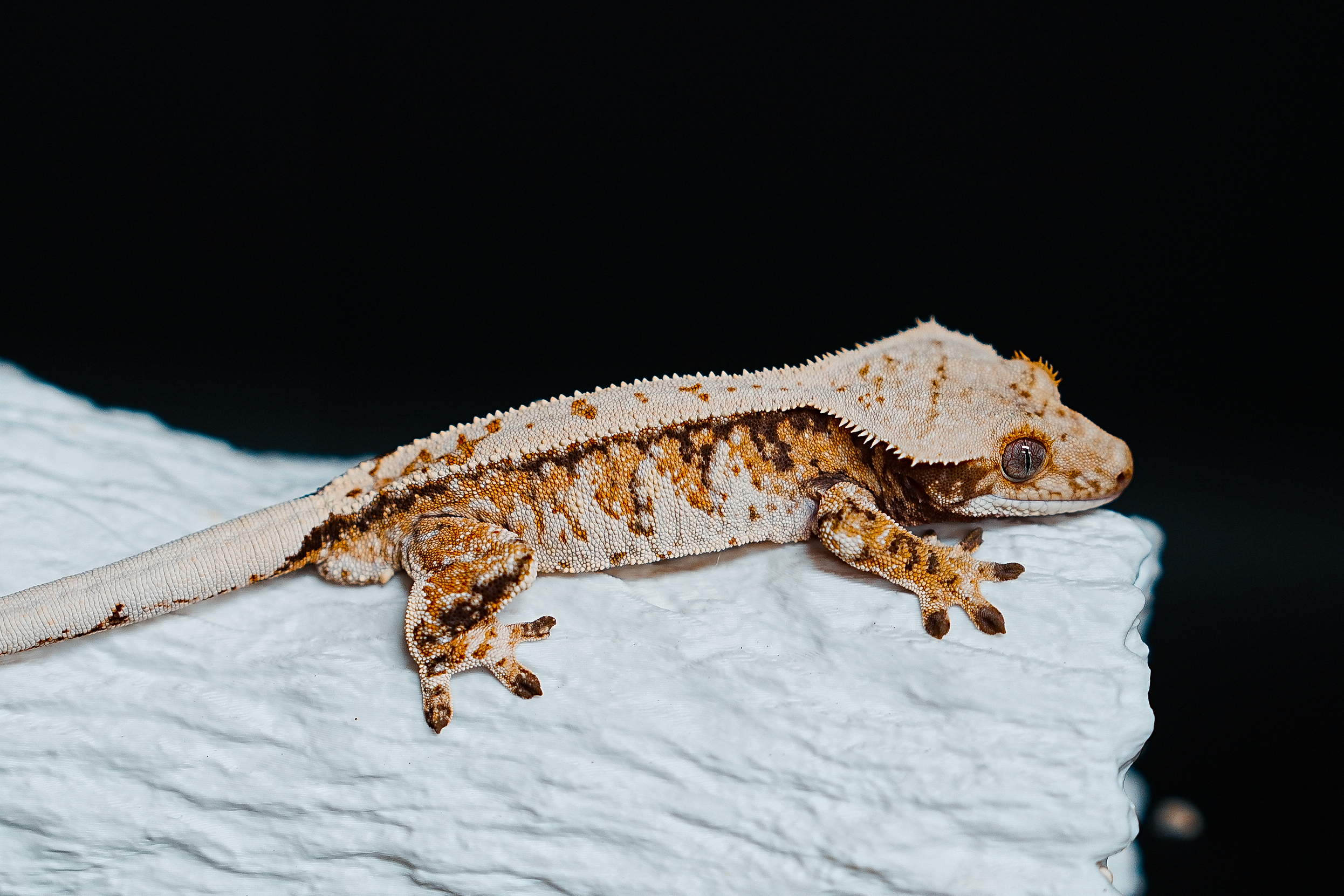 Tri Extreme Harlequin