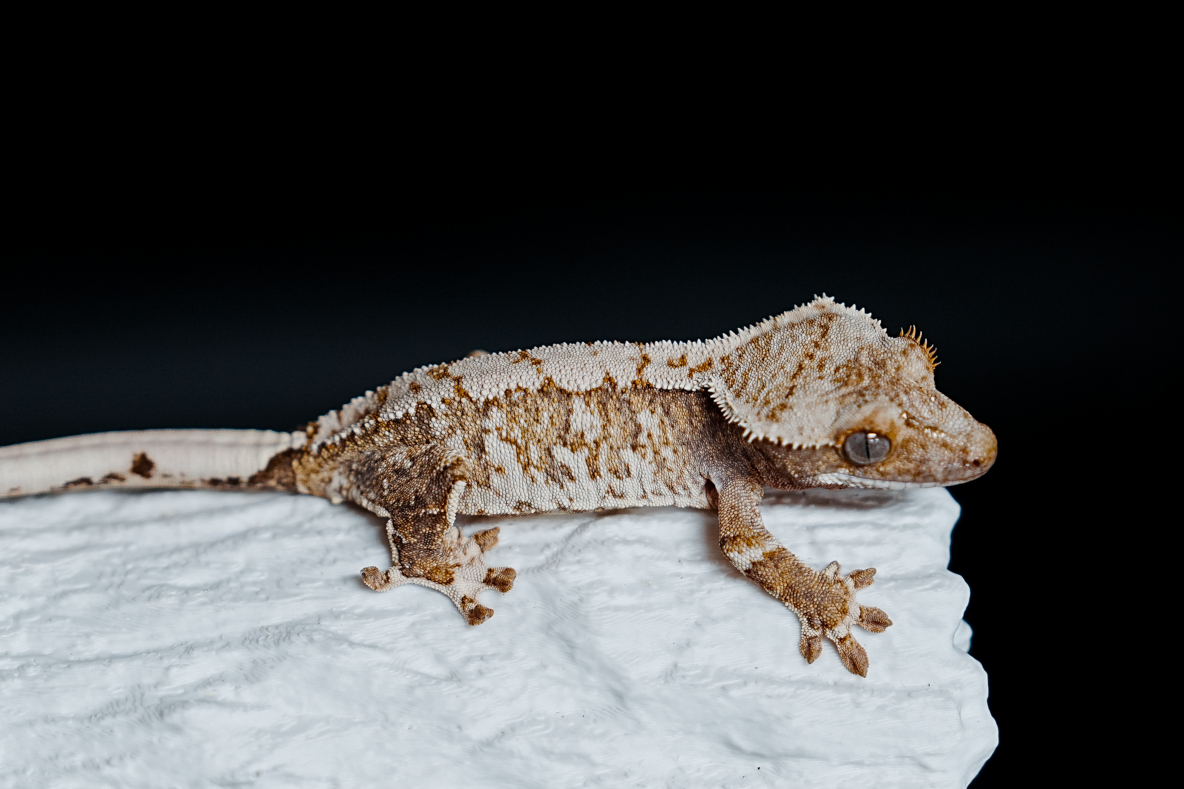 Extreme Harlequin Tri