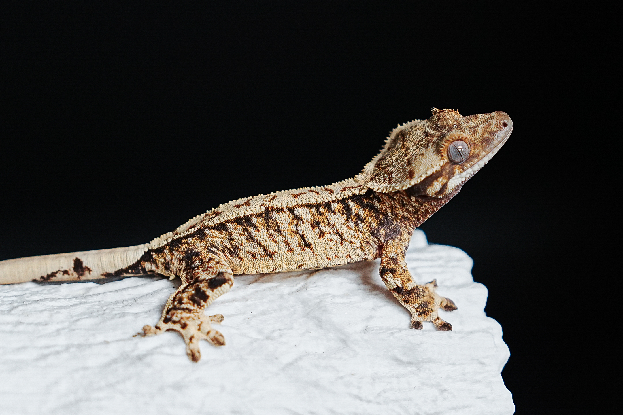 Extreme Harlequin Tri