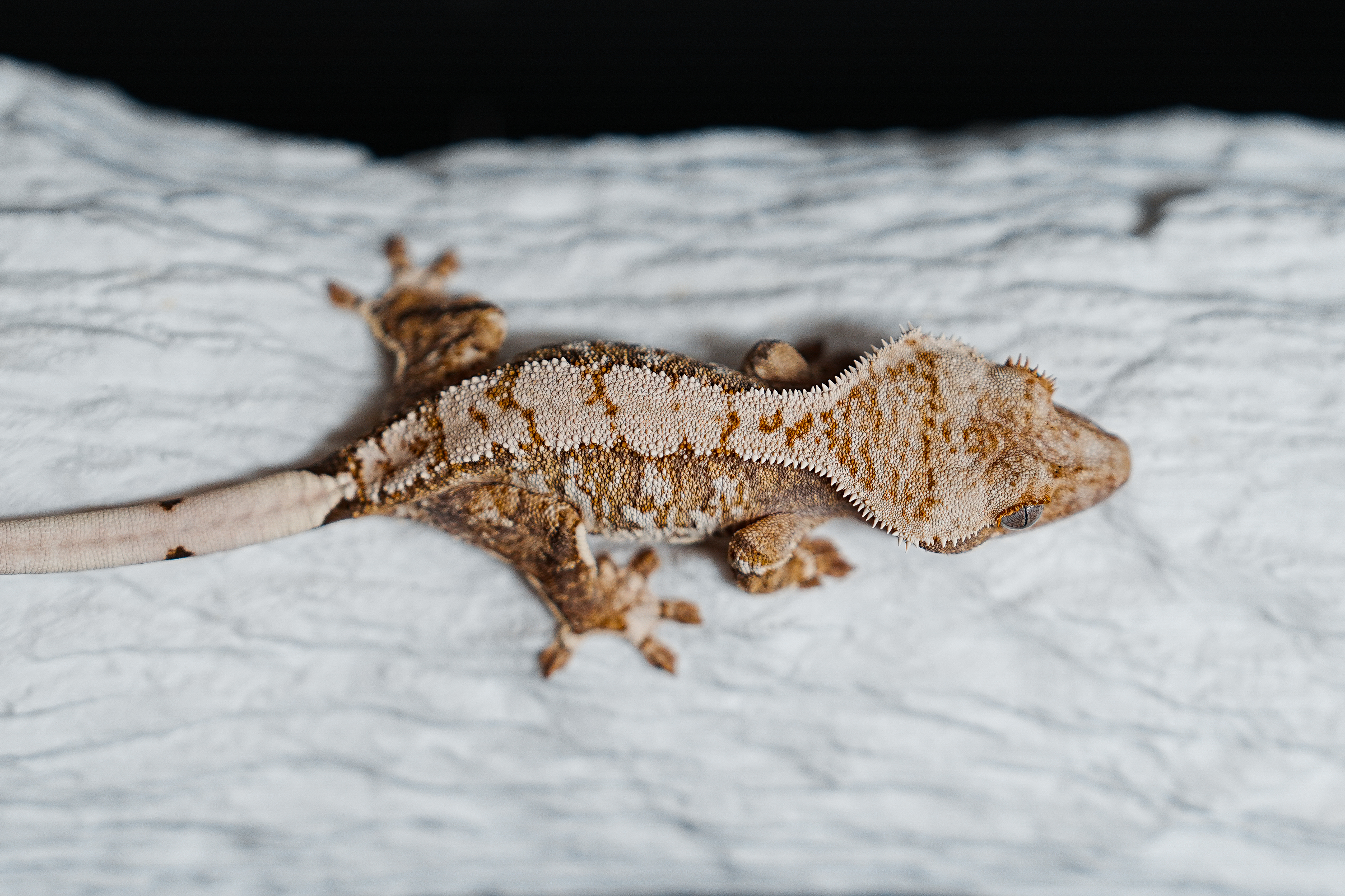 Extreme Harlequin Tri