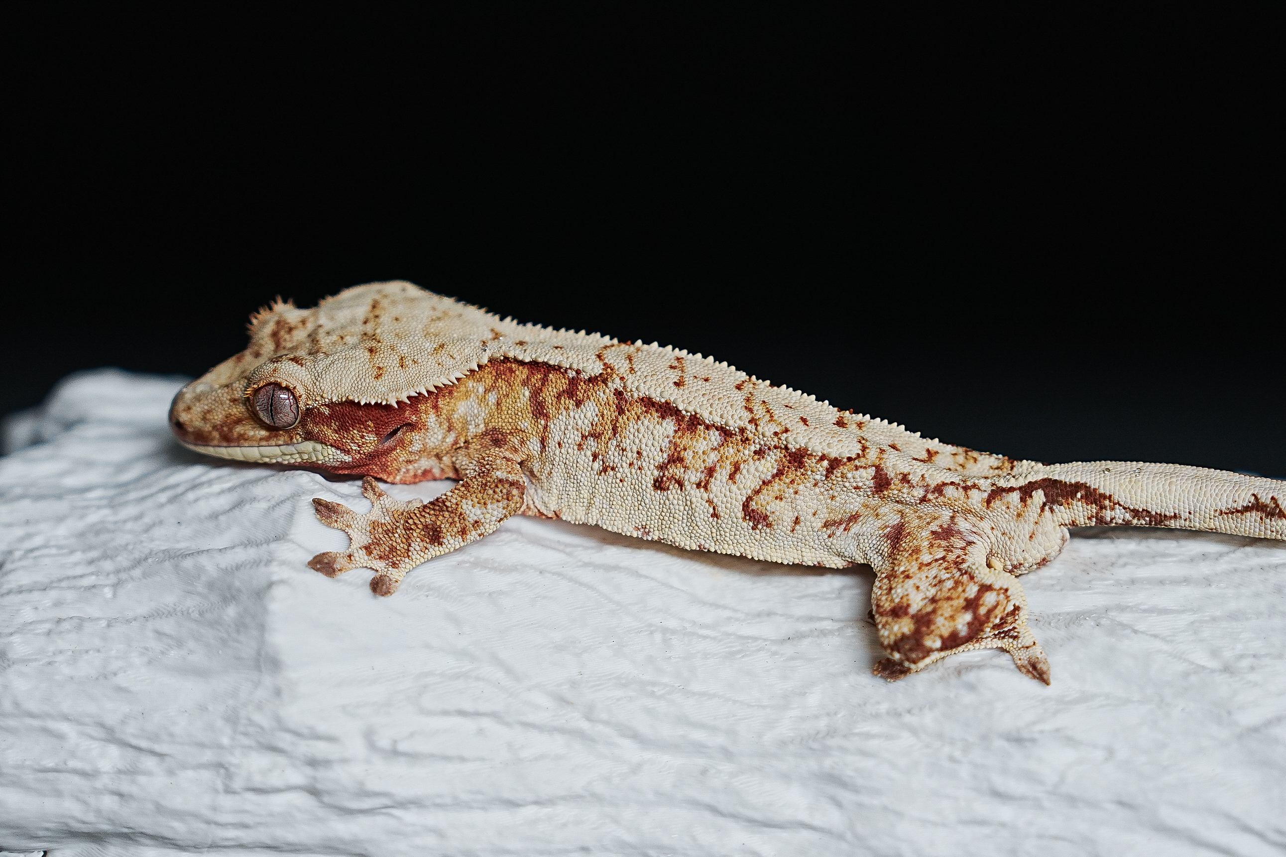 Red Tri Extreme Harlequin