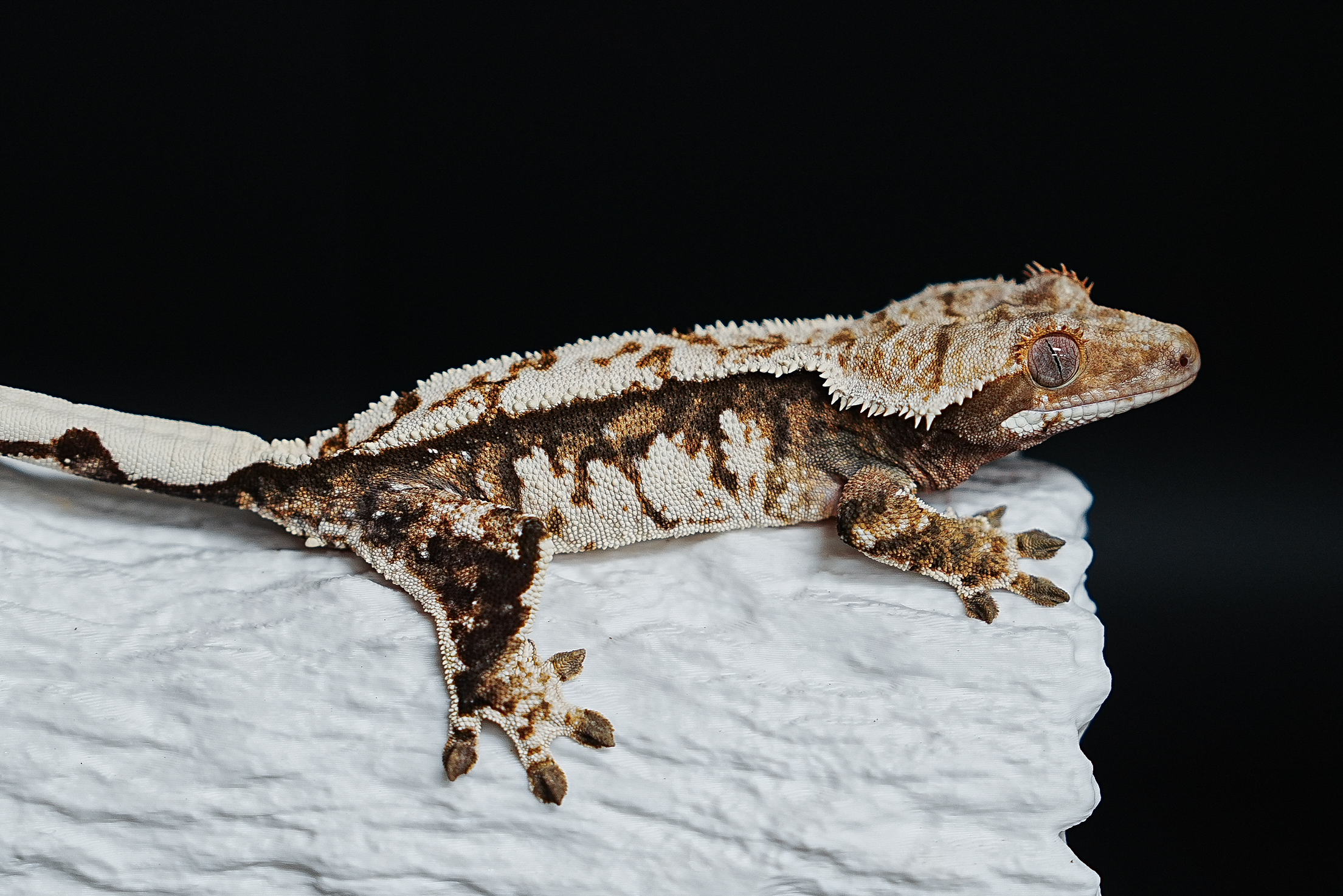 Tri Extreme Harlequin