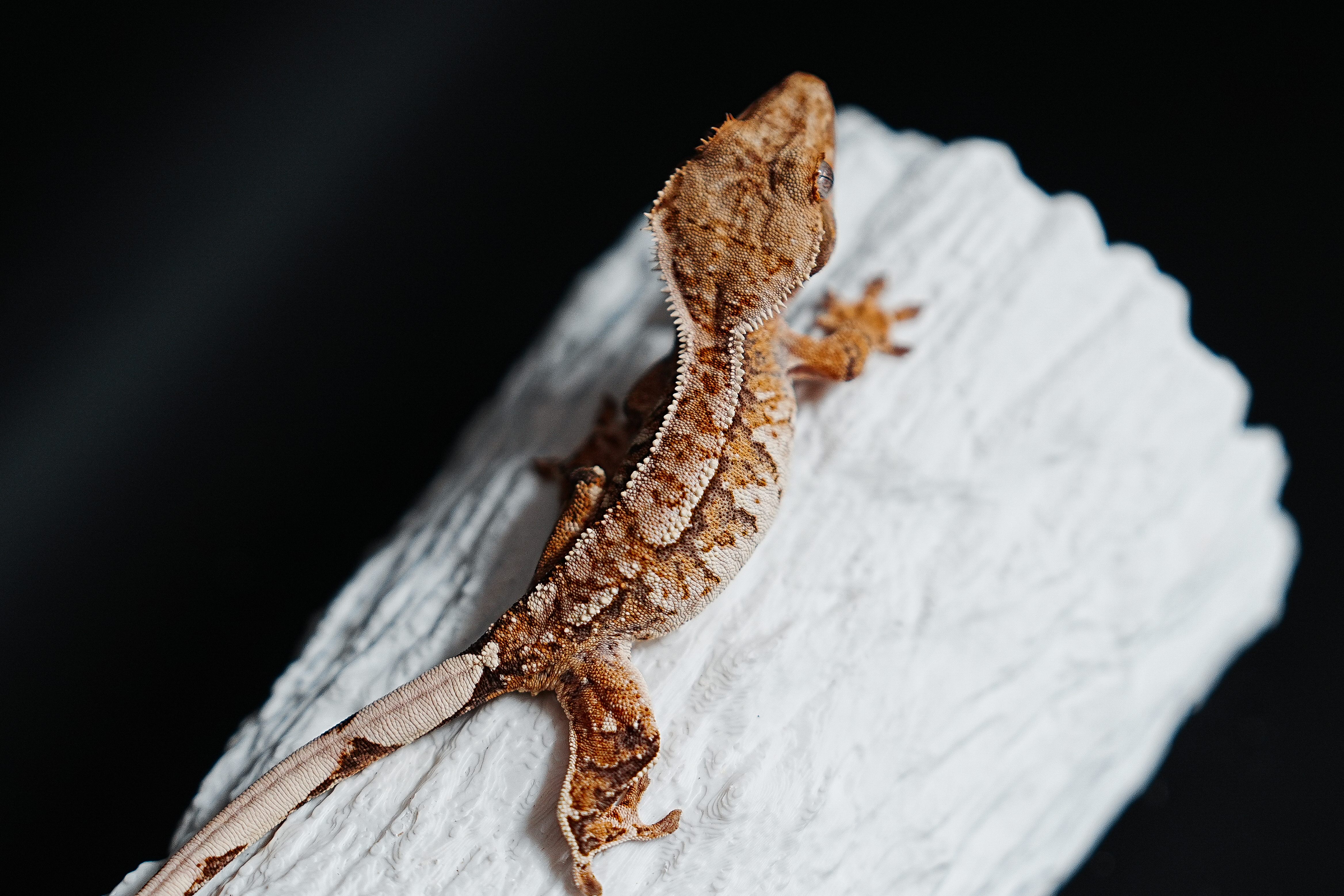 Tri Extreme Harlequin