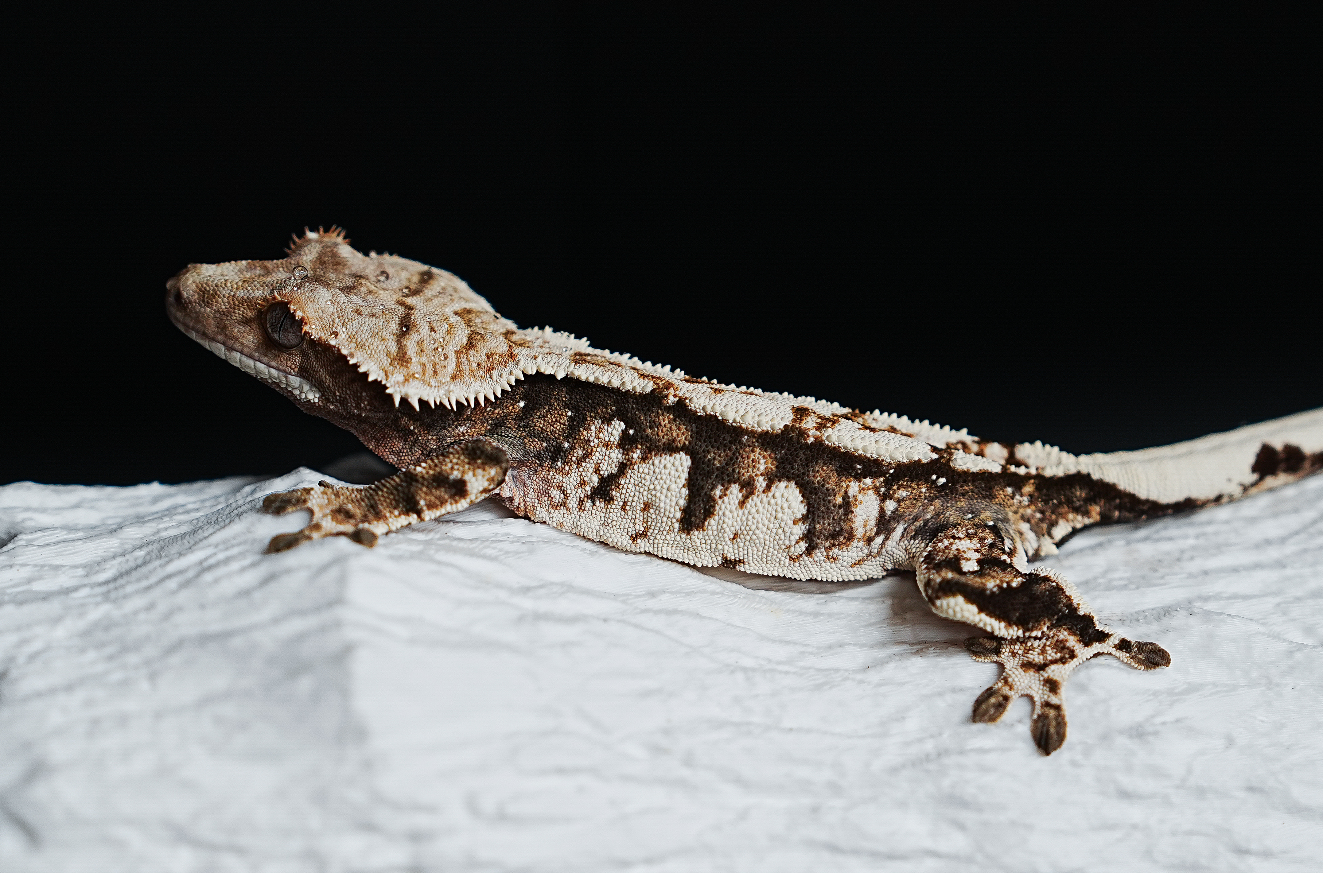 Tri Extreme Harlequin