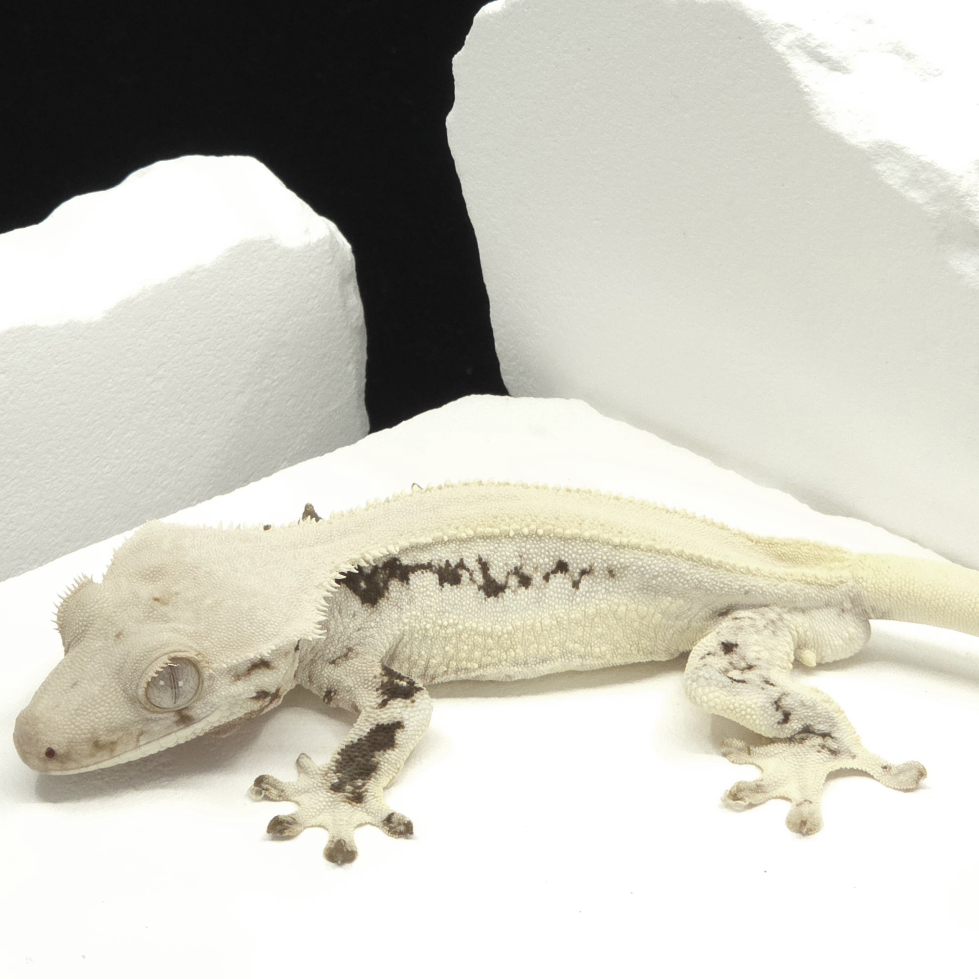 Solid Back Lilly White