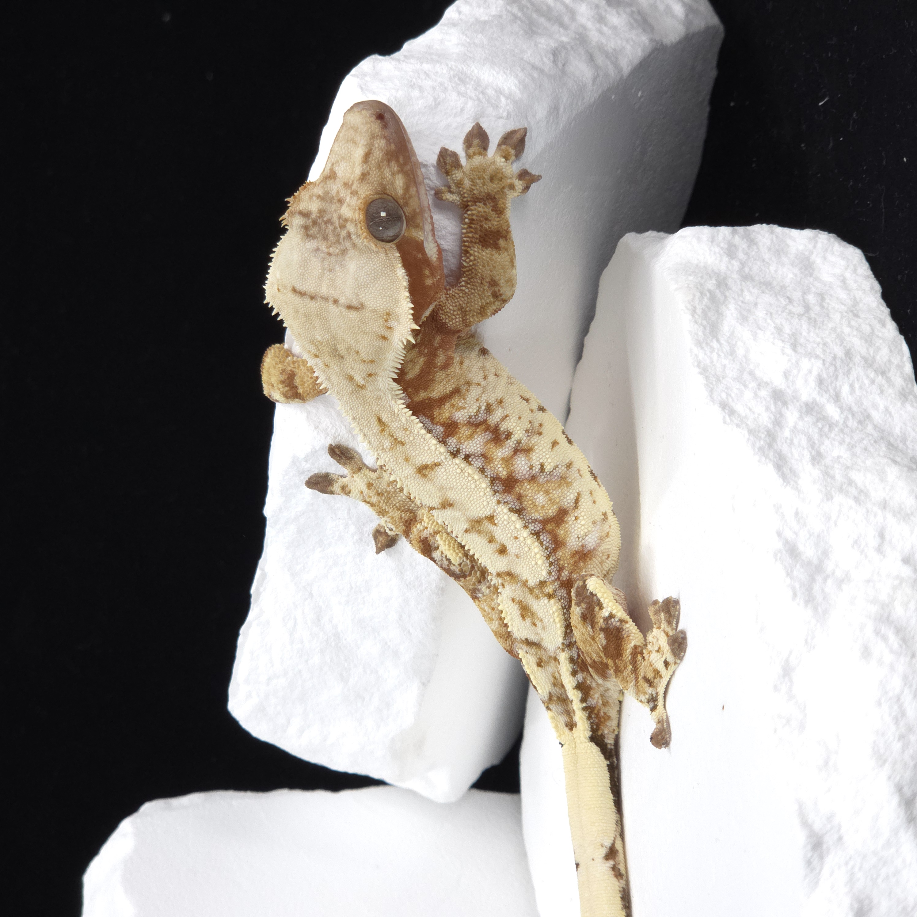 Red Drippy White Spot