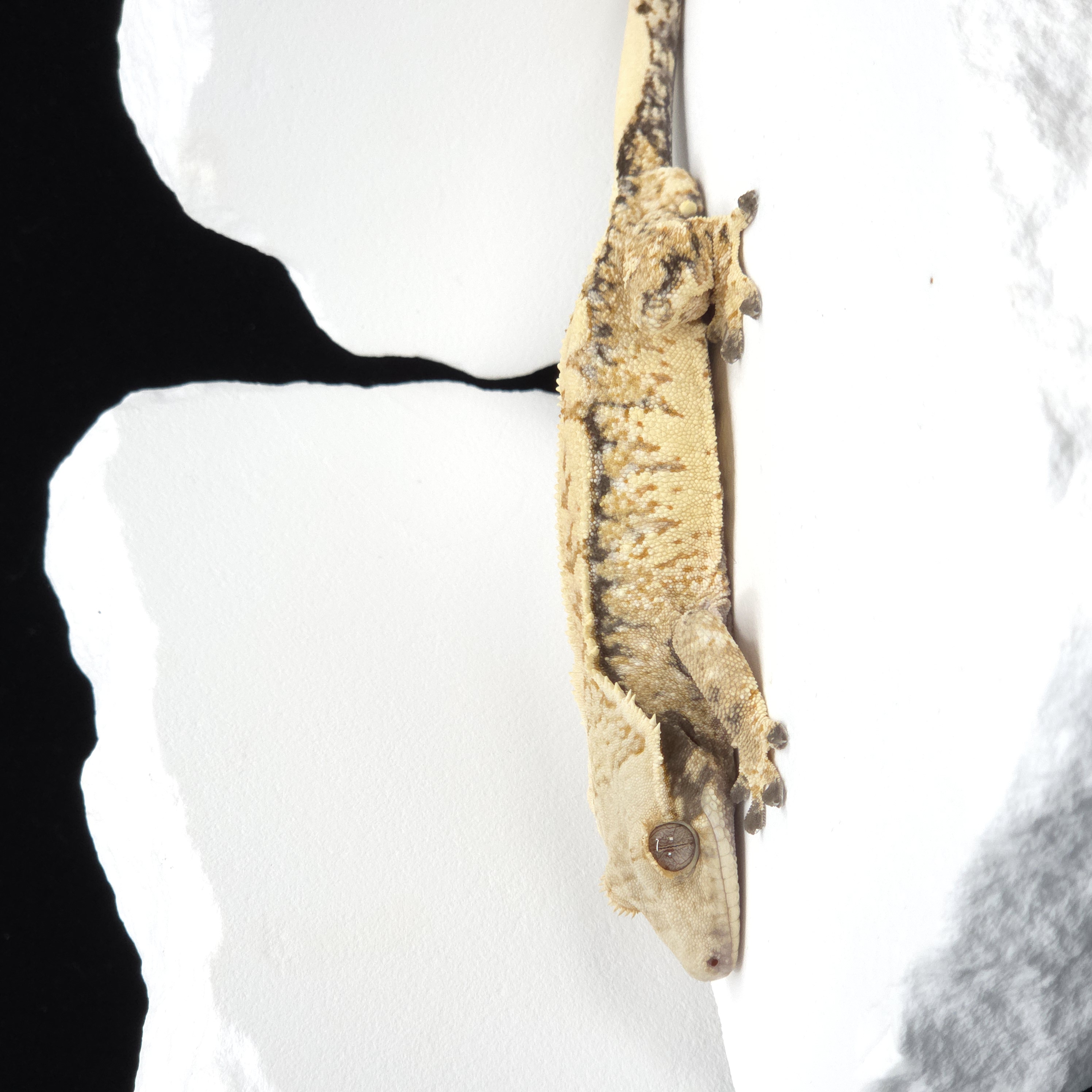 Tangerine Tri Extreme Harlequin