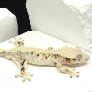 Solid Back Lilly White