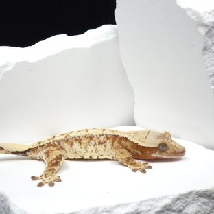 Red Drippy White Spot