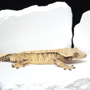 Tangerine Tri Extreme Harlequin