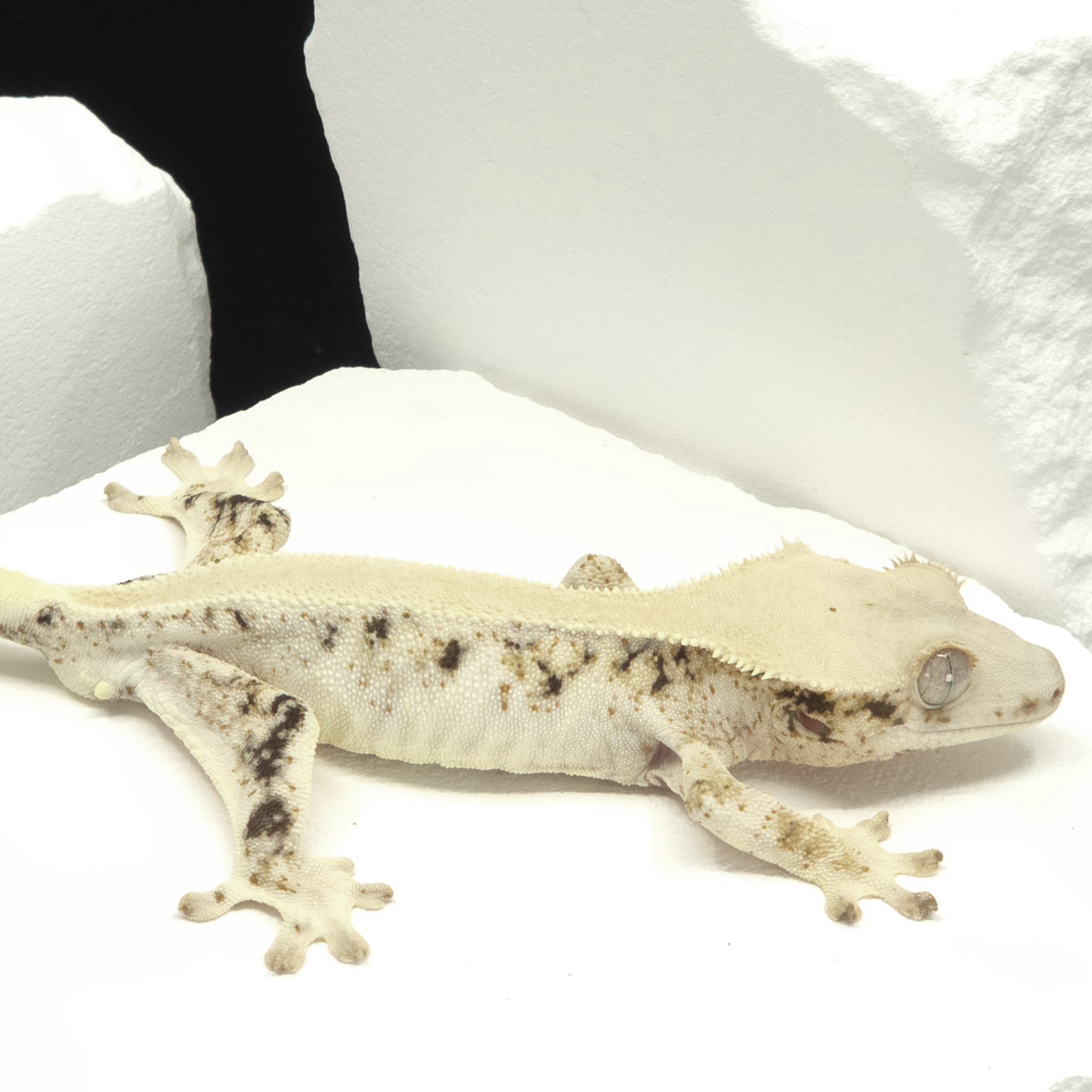 Solid Back Lilly White