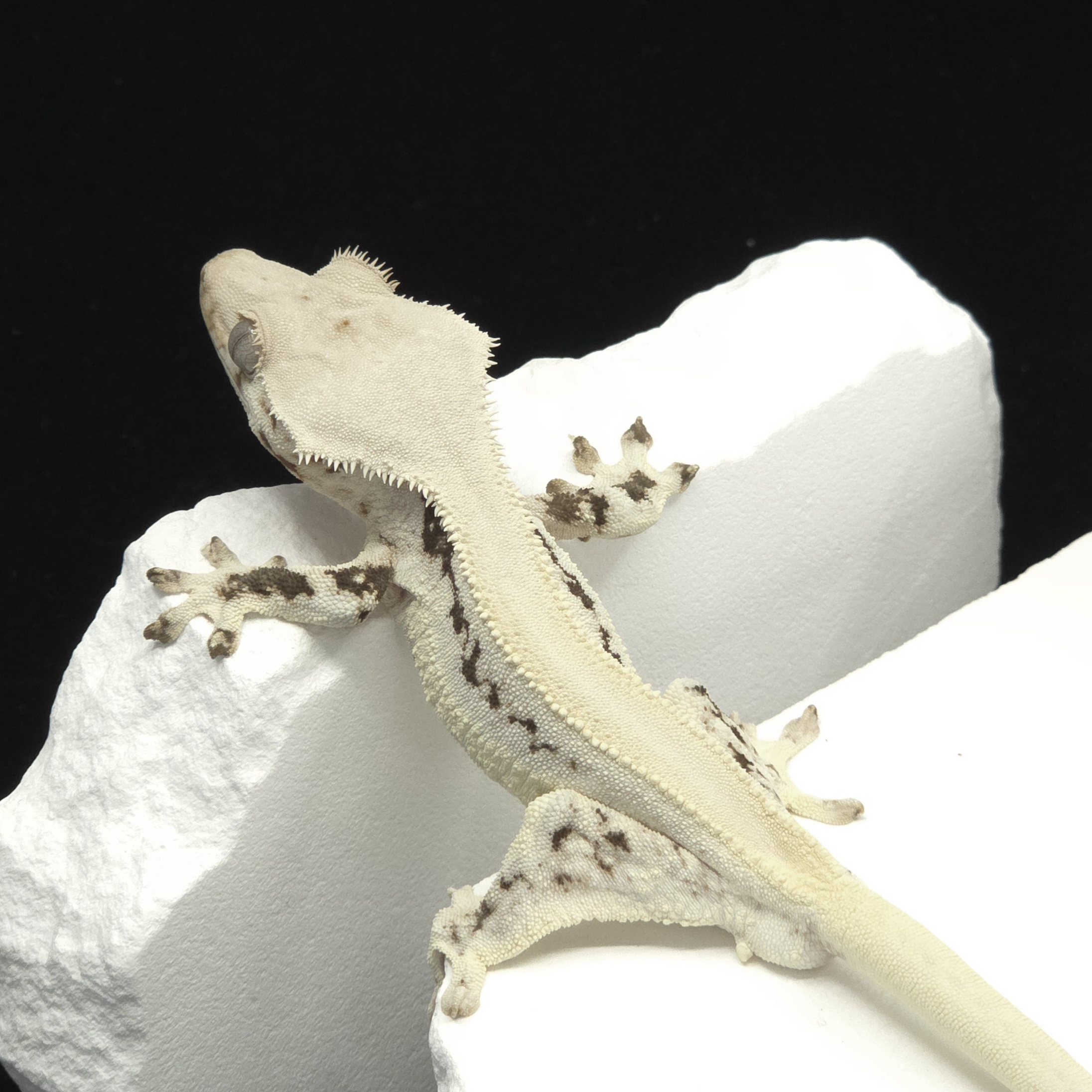 Solid Back Lilly White