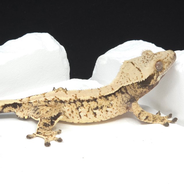 Tri Extreme Harlequin