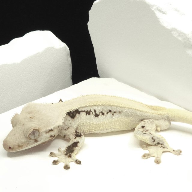 Solid Back Lilly White