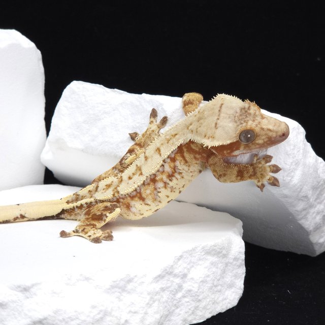 Red Drippy White Spot