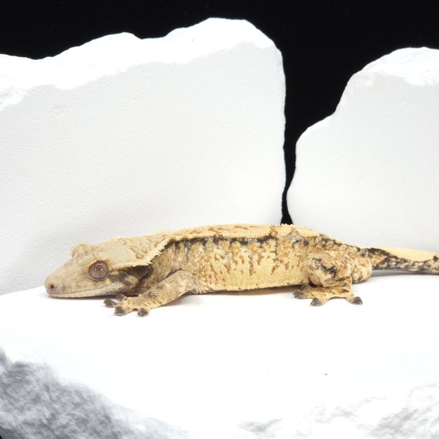 Tangerine Tri Extreme Harlequin