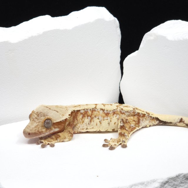 Red Drippy White Spot